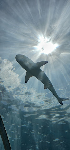 Conrad Maldives Rangali Island overwater villa 2