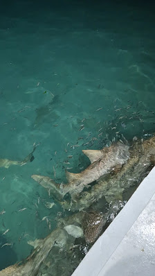 Lagoon View Maldives overwater villa 2