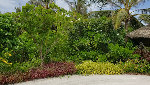 Le Méridien Maldives Resort & Spa overwater villa — deck