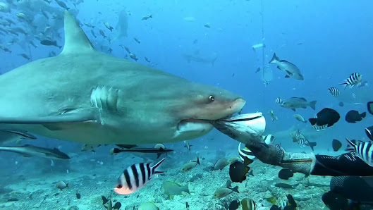 Royal Davui Island Resort, Fiji overwater villa 3