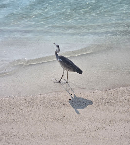 Summer Island Maldives overwater villa 2