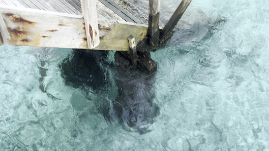 Superior Water Bungalow Angaga overwater villa 3