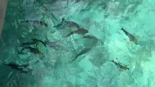 Water Suite, Velassaru, Maldives overwater villa 3