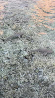 Water Villas with Jacuzzi, Kuramathi overwater villa 3
