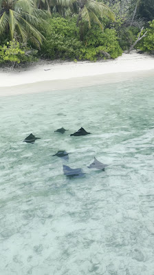 Water Villas with Jacuzzi, Kuramathi overwater villa 4